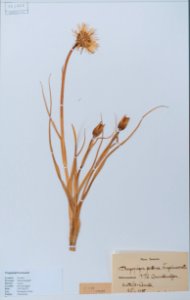 Tragopogon pratensis - Swedish Museum of Natural History - Stockholm, Sweden - DSC00722