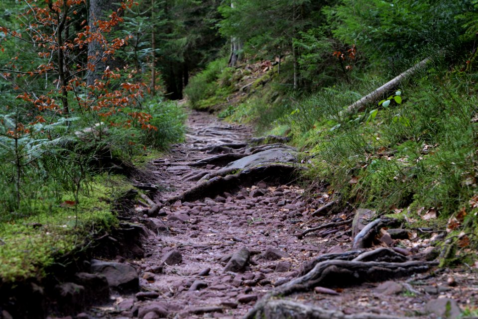 Trail along Sankenbach 2020-03-12 30