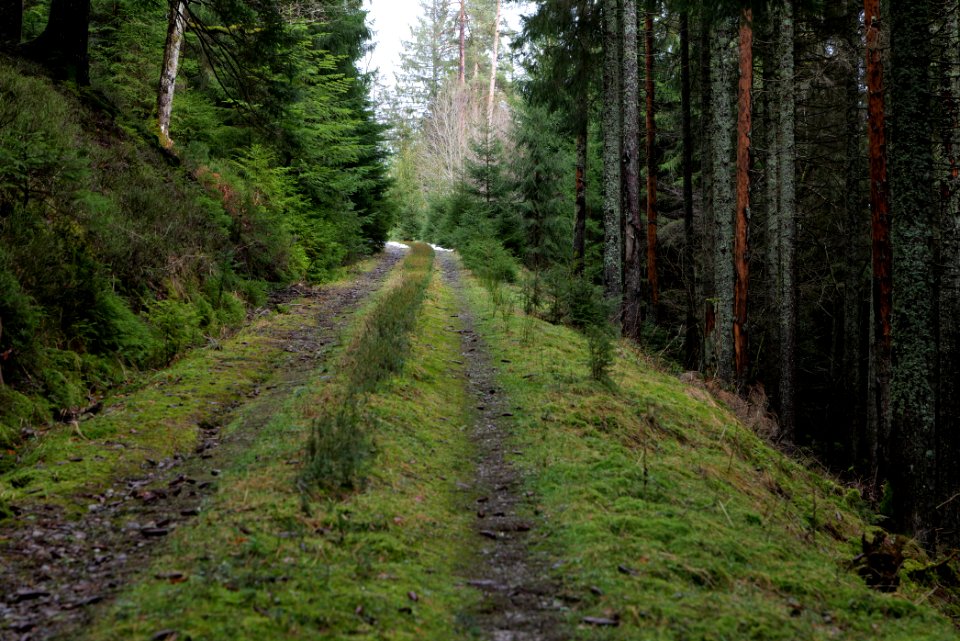 Track in Black Forest National Park Baiersbronn 2020-03-11 59
