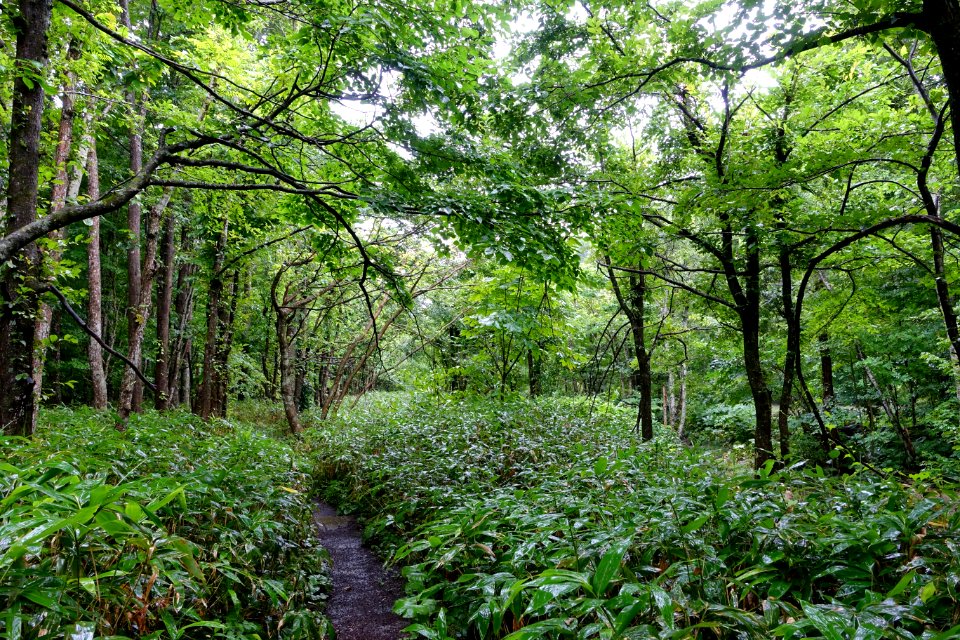 Trail - Oirase Mountain Stream - Towada, Aomori - DSC00863