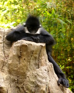 Trachypithecus francoisi los angeles zoo photo