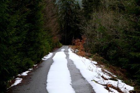 Track in Black Forest National Park Baiersbronn 2020-03-11 50