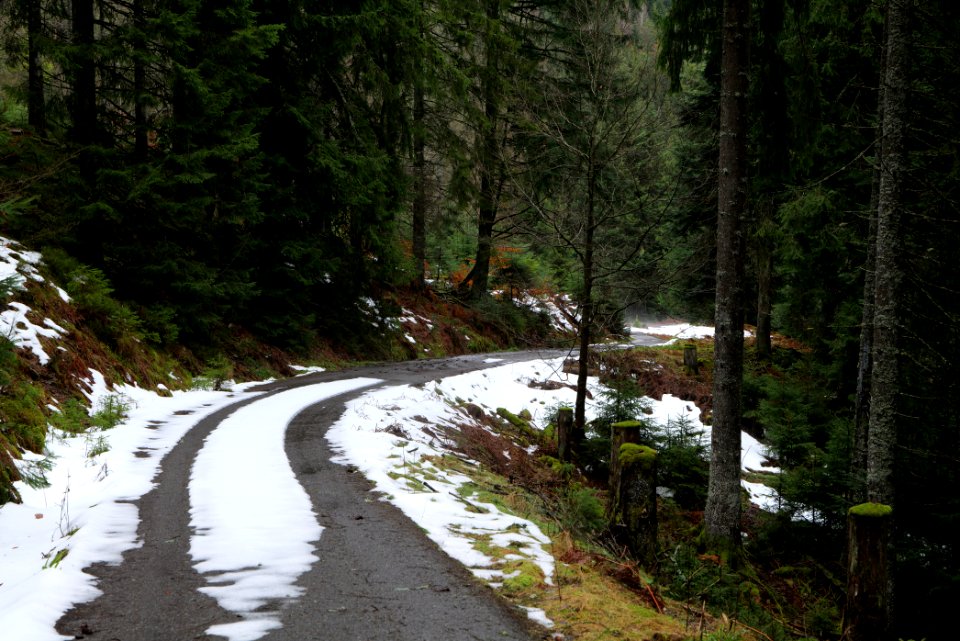 Track in Black Forest National Park Baiersbronn 2020-03-11 52