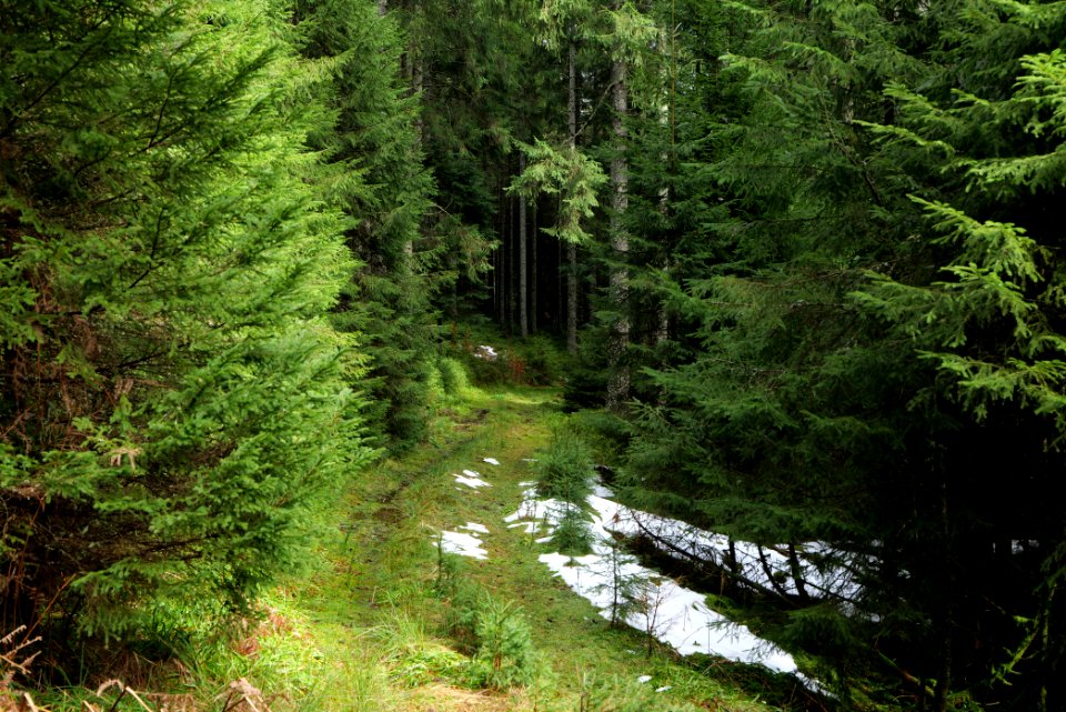 Track in Black Forest National Park Baiersbronn 2020-03-11 55