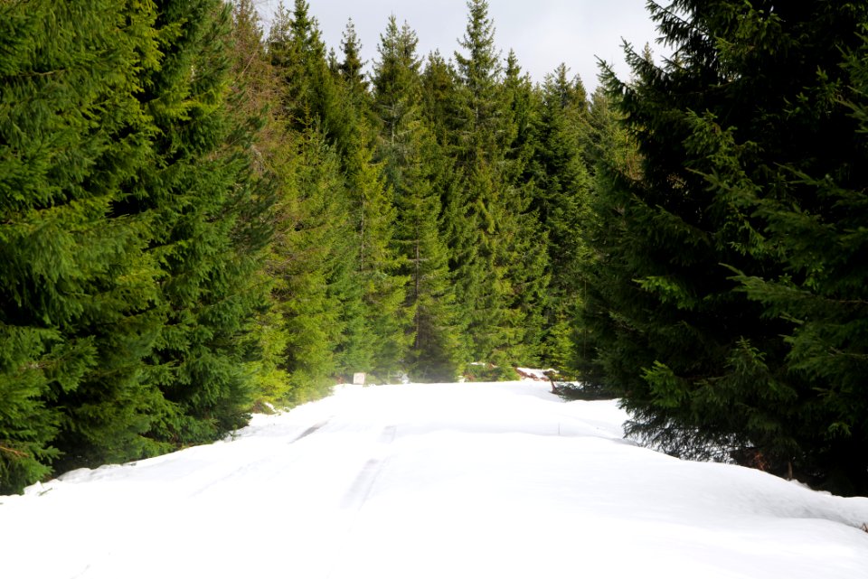 Track in Black Forest National Park Baiersbronn 2020-03-11 34