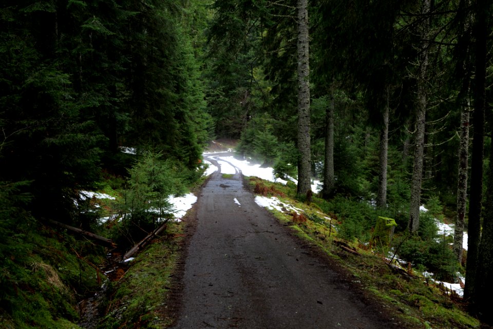 Track in Black Forest National Park Baiersbronn 2020-03-11 53