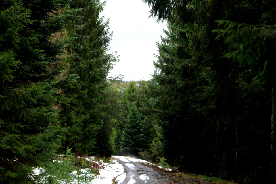 Track in Black Forest National Park Baiersbronn 2020-03-11 45