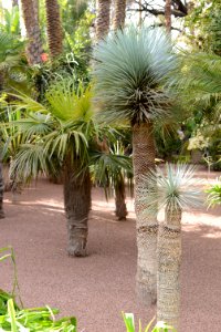 Trachycarpus fortunei - Yucca rostrata (jardin Majorelle)