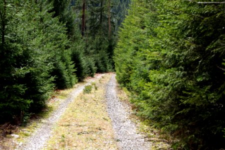 Track in Black Forest National Park Baiersbronn 2020-03-11 62