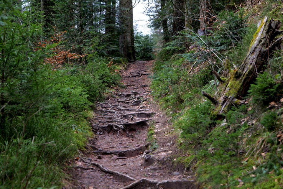Trail along Sankenbach 2020-03-12 21