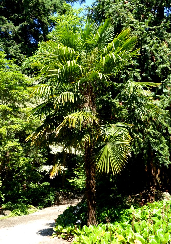 Trachycarpus fortunei - VanDusen Botanical Garden - Vancouver, BC - DSC07001