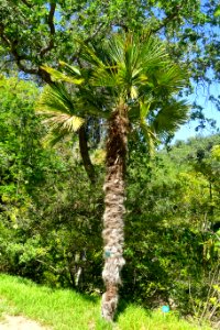 Trachycarpus fortunei (Trachycarpus wagnerianus) - Mildred E. Mathias Botanical Garden - University of California, Los Angeles - DSC02999
