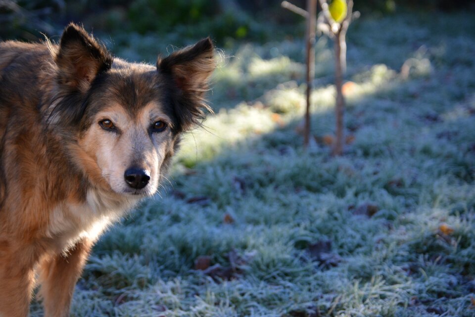 Winter frost cold