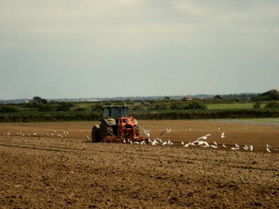 Tractor cultivating a field in Brittany