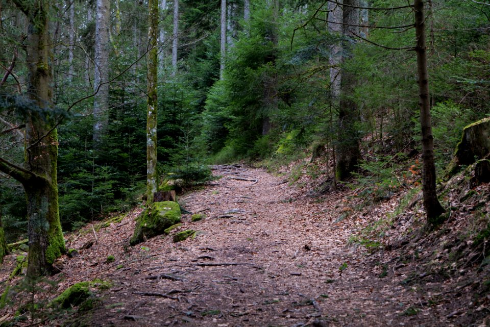 Trail along Sankenbach 2020-03-12 22