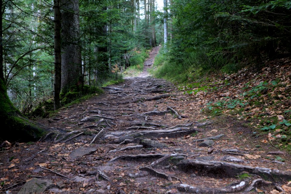 Trail along Sankenbach 2020-03-12 18