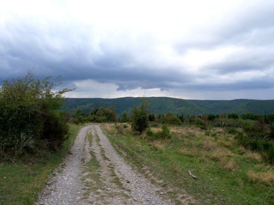 Trail at Dreiborner Hochfläche in September 2019 03