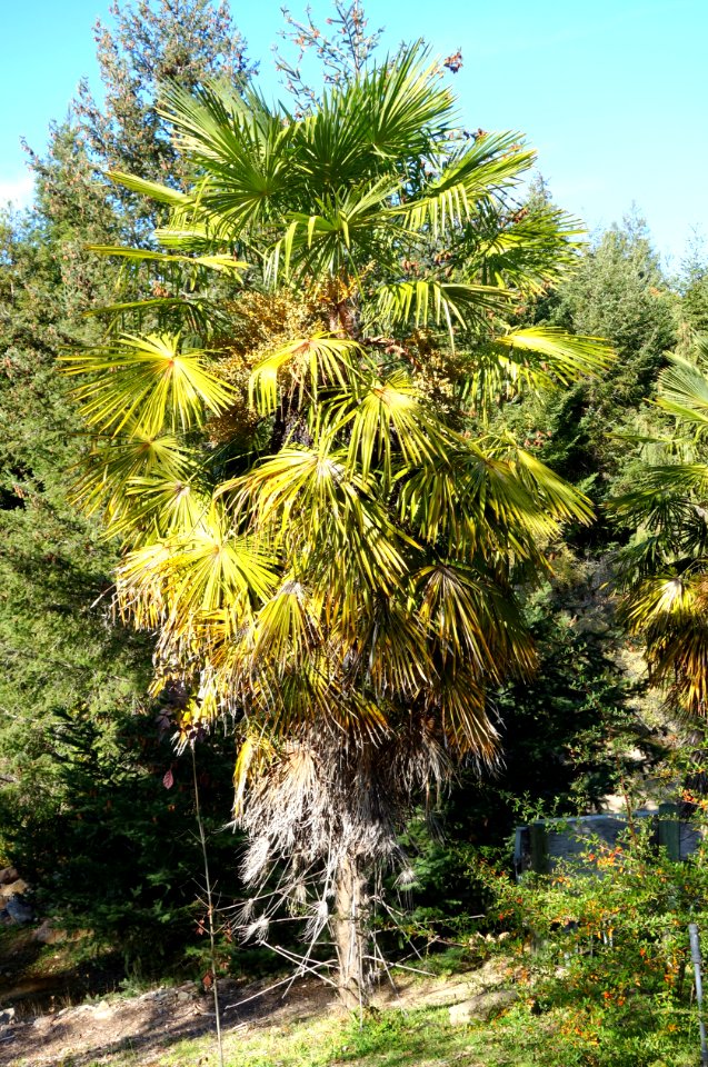 Trachycarpus fortunei - Quarryhill Botanical Garden - DSC03790