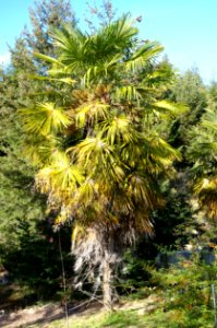 Trachycarpus fortunei - Quarryhill Botanical Garden - DSC03790