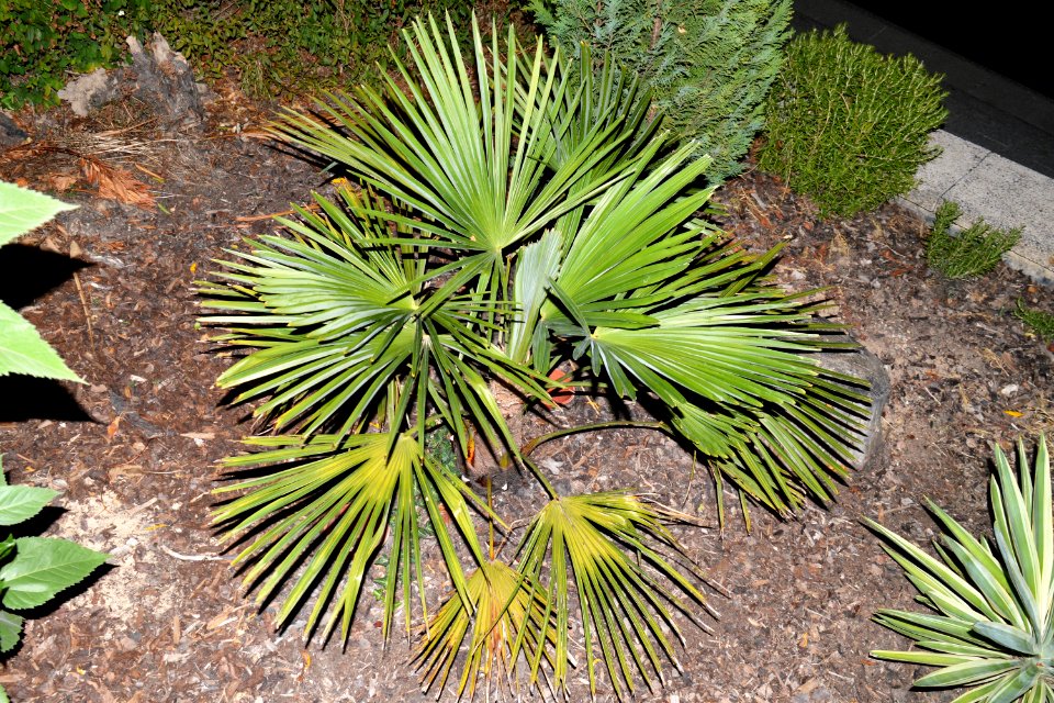 Trachycarpus fortunei 2018-08-27 00-34-00