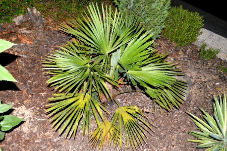 Trachycarpus fortunei 2018-08-27 00-34-00
