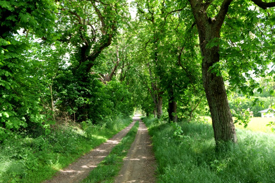 Track avenue in Boitzenburg 2021-05-29 20