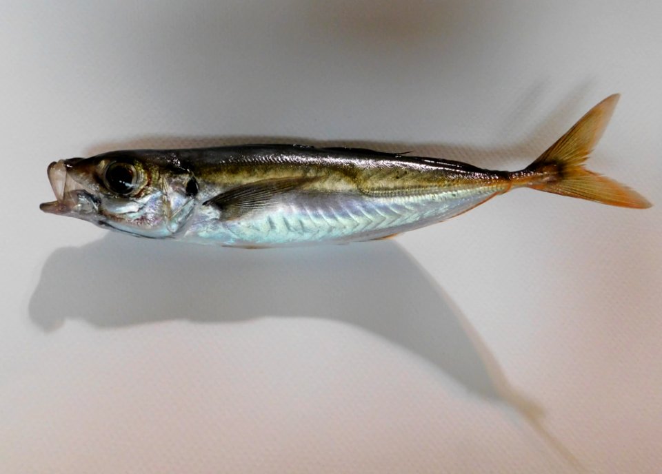 Trachurus symmetricus san diego