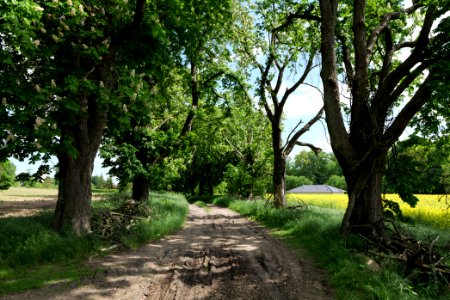 Track avenue in Boitzenburg 2021-05-29 15