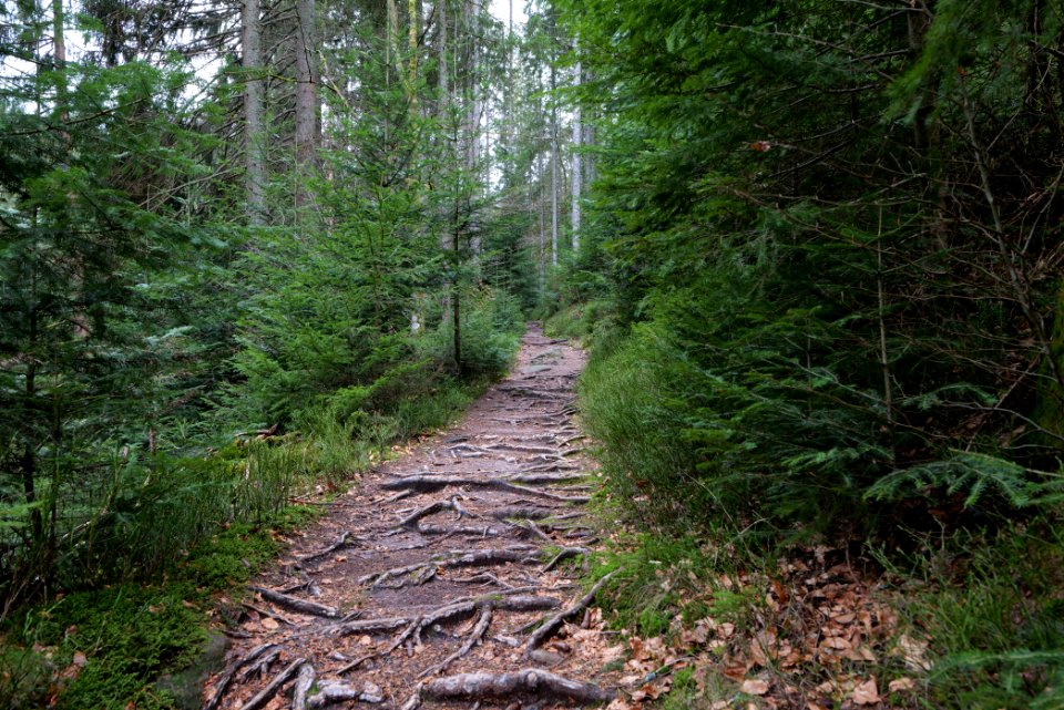 Trail along Sankenbach 2020-03-12 25