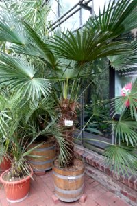 Trachycarpus fortunei (Trachycarpus wagnerianus) - Flora park - Cologne, Germany - DSC00599