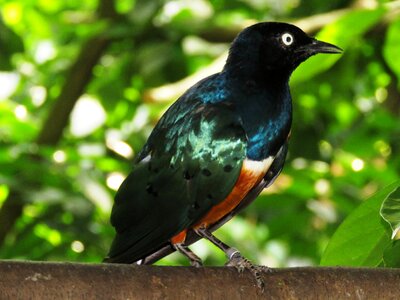 Colorful tree branch sitting rest