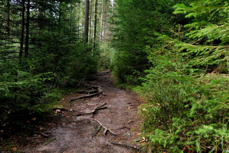 Trail along Sankenbach 2020-03-12 28