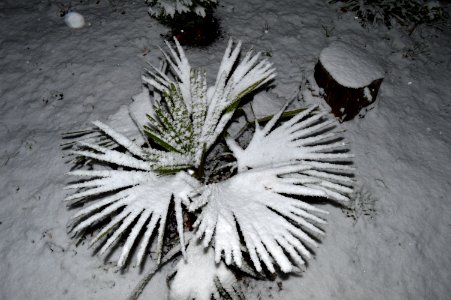 Trachycarpus fortunei 2015-11-24 22-42-55