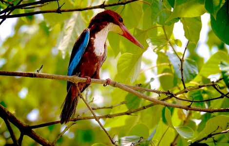 Photos birds natural