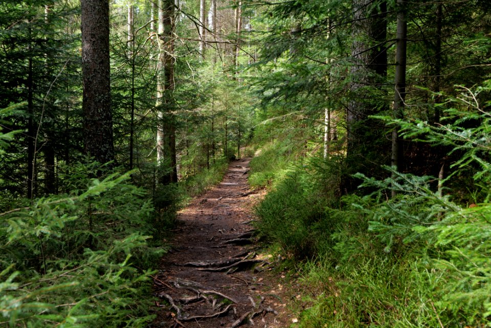 Trail along Sankenbach 2020-03-12 29