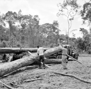 Tractor in het bos bezig met het slepen van boomstammen, Bestanddeelnr 252-2540