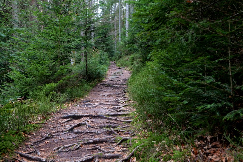 Trail along Sankenbach 2020-03-12 26
