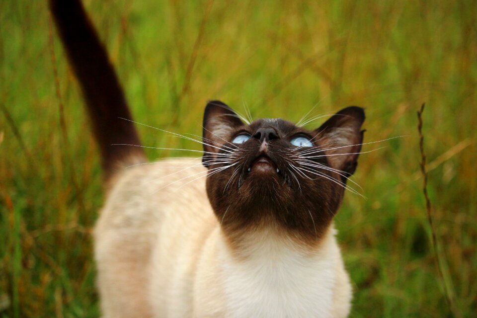 Siam siamese siamese cat photo