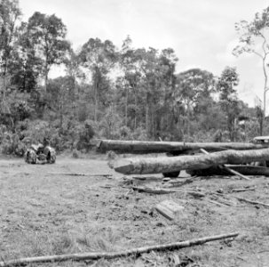 Tractor bezig met het slepen van boomstammen in het bos, Bestanddeelnr 252-2543