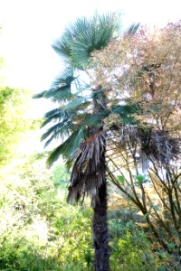 Trachycarpus takil - San Francisco Botanical Garden - DSC09934 photo