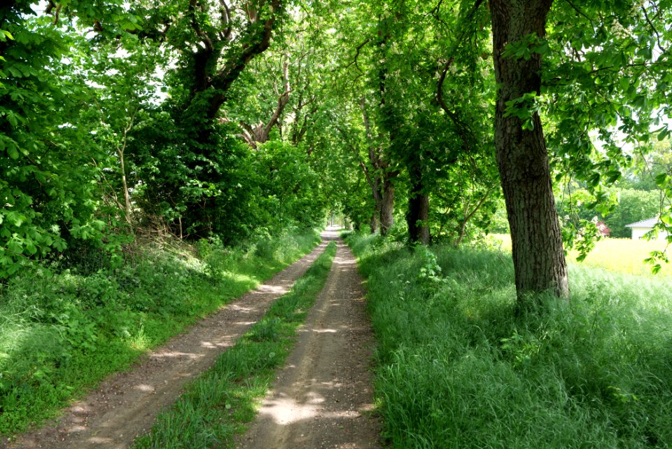 Track avenue in Boitzenburg 2021-05-29 18