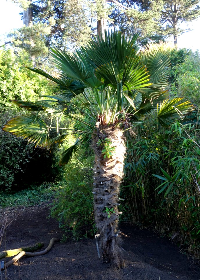 Trachycarpus fortunei (Trachycarpus wagnerianus) - San Francisco Botanical Garden - DSC09975