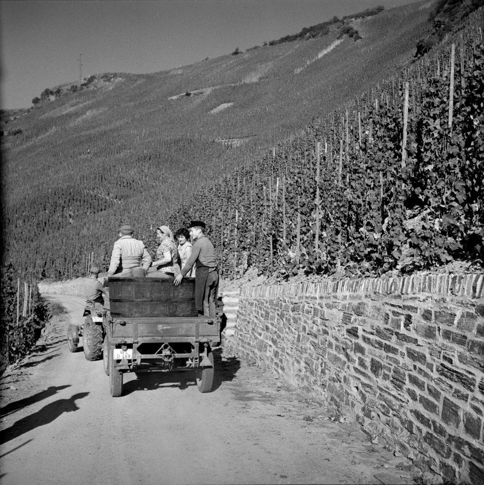 Tractor met oogstkuip en druivenplukkers op de wijnberg, Bestanddeelnr 254-4187
