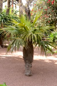 Trachycarpus fortunei (jardin Majorelle)
