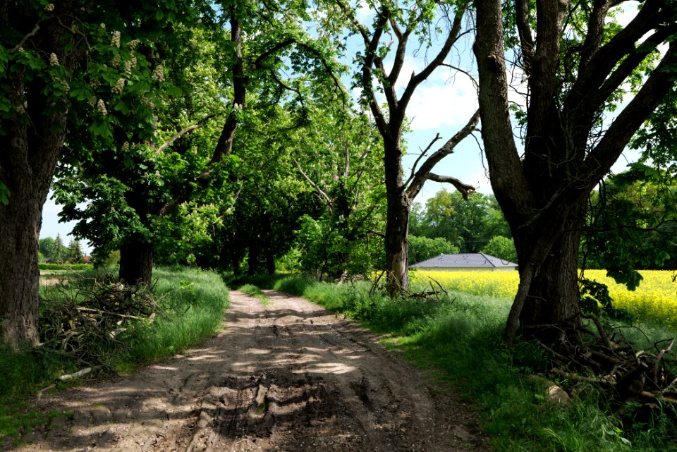 Track avenue in Boitzenburg 2021-05-29 17