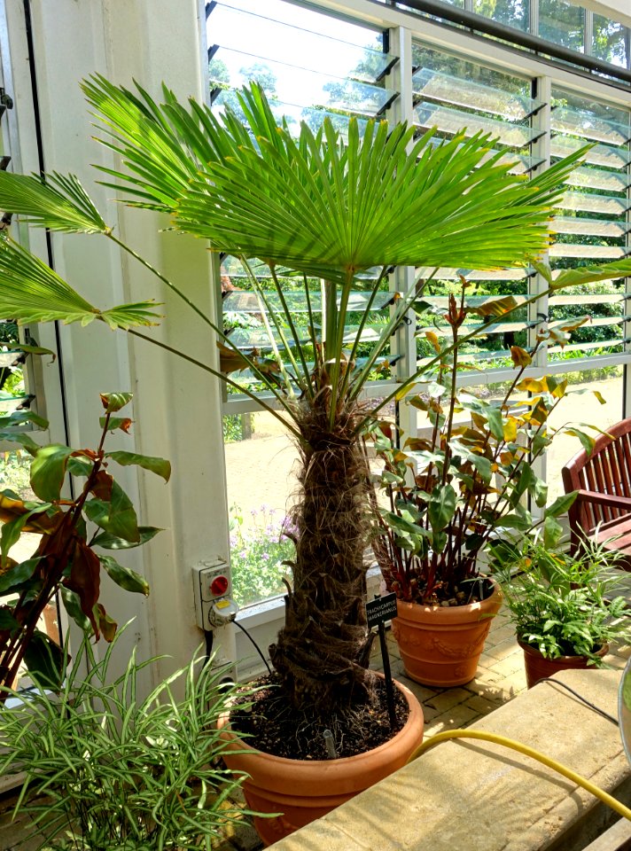Trachycarpus fortunei (Trachycarpus wagnerianus) - Savill Garden - Windsor Great Park, England - DSC06118