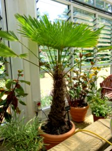 Trachycarpus fortunei (Trachycarpus wagnerianus) - Savill Garden - Windsor Great Park, England - DSC06118