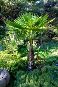 Trachycarpus martianus - San Francisco Botanical Garden - DSC09964 photo