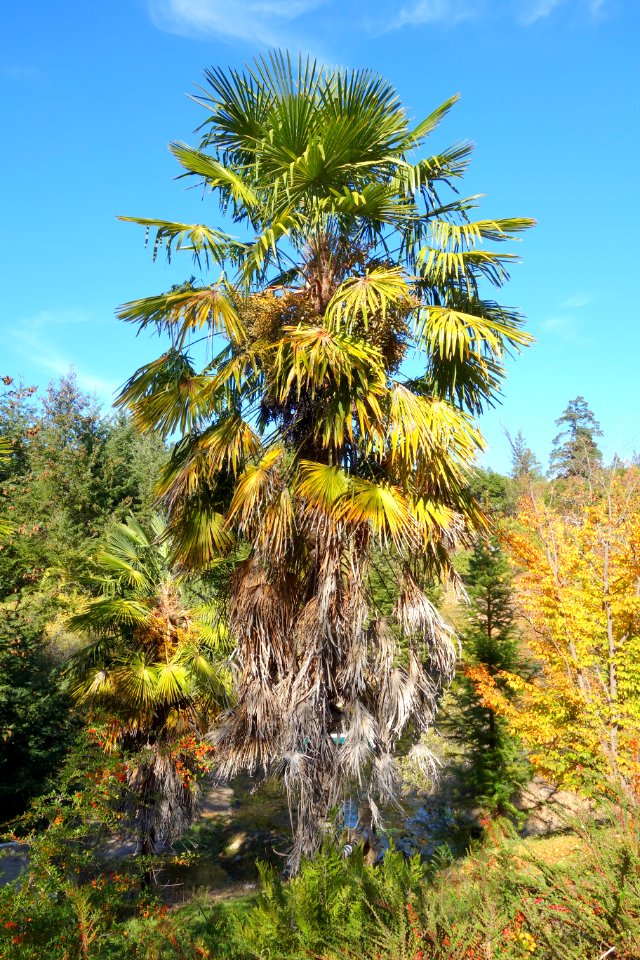 Trachycarpus fortunei - Quarryhill Botanical Garden - DSC03787