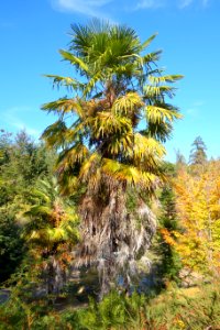 Trachycarpus fortunei - Quarryhill Botanical Garden - DSC03787